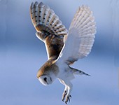 (c) Wirralbarnowltrust.org